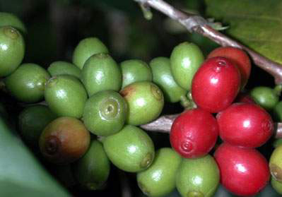 Green Coffee Beans...